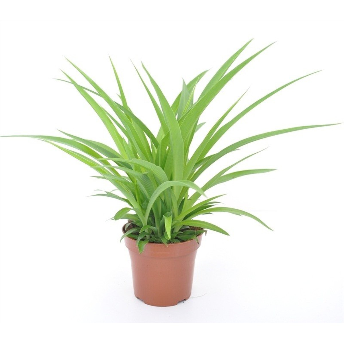 Zelenec - Chlorophytum Lemon
