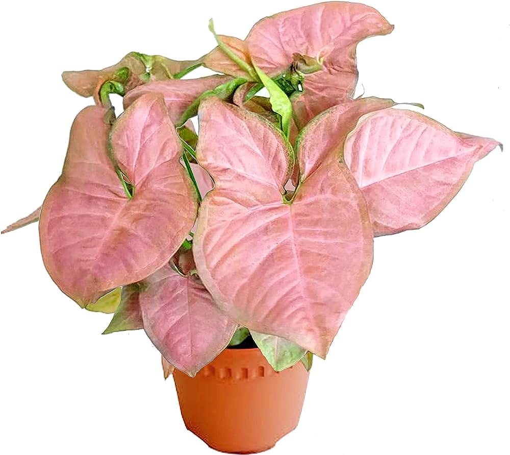 Syngonium Pink - nádherně zbarvená forma, větší rostliny