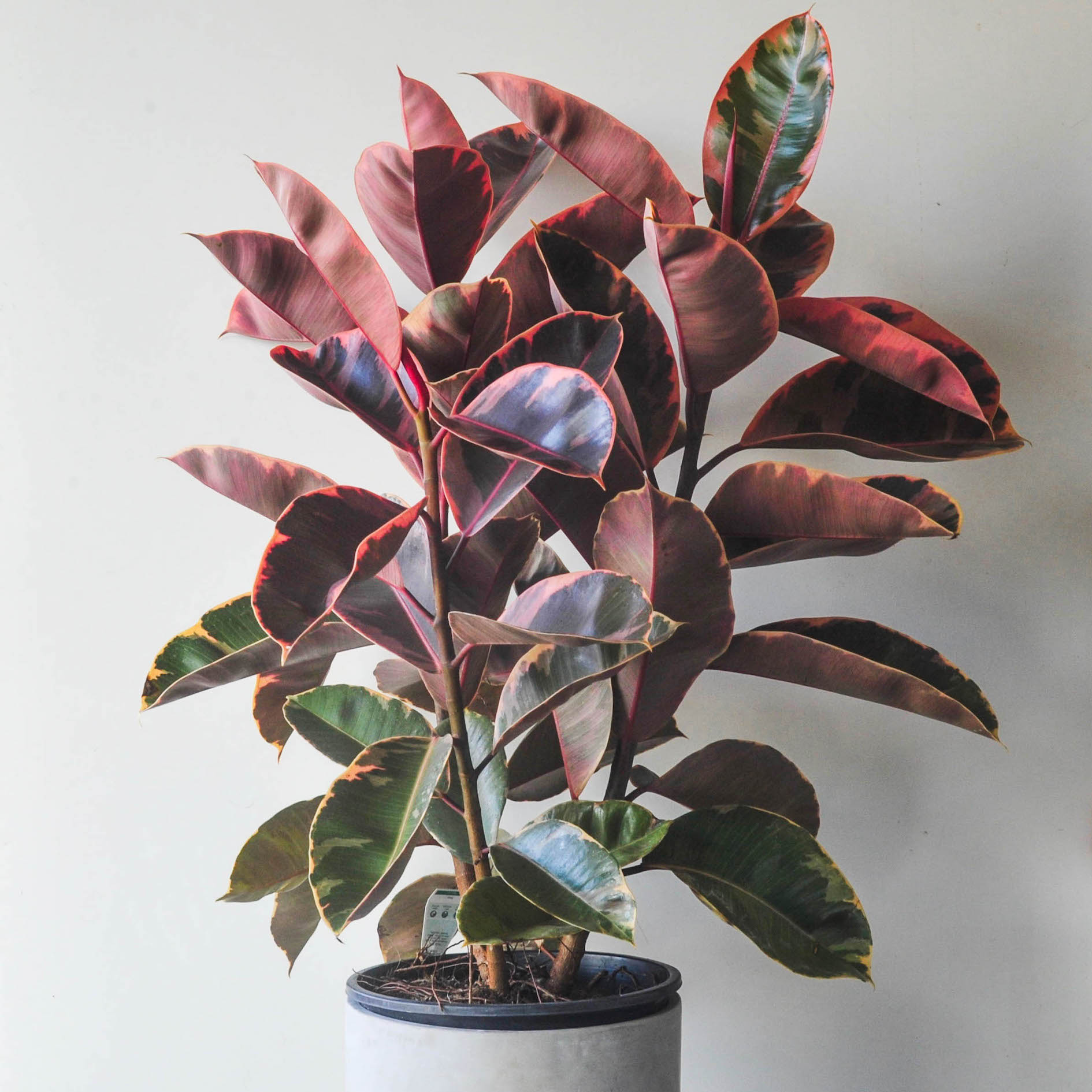 Ficus elastica RUBY - nádherně vybarvené rostliny