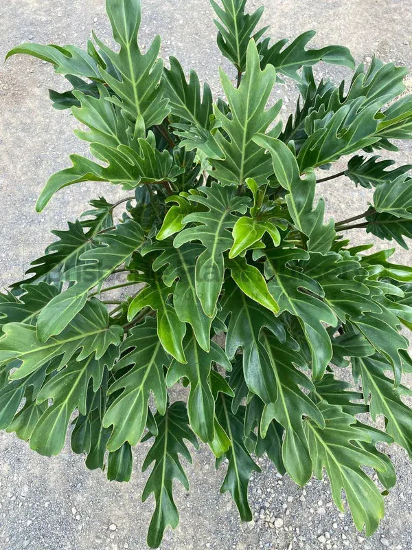 Philodendron Xanadu - velké rostliny