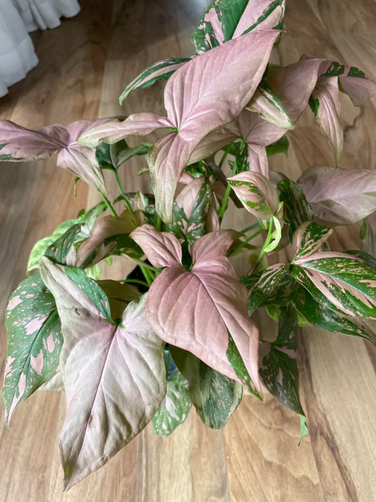 Syngonium Pink Splash - nádherně zbarvená forma