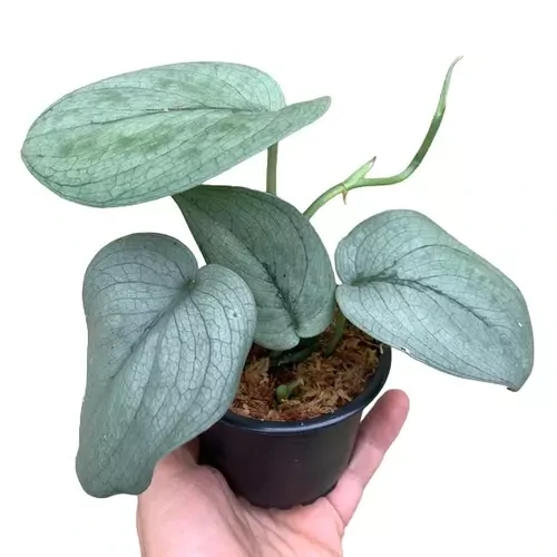 Scindapsus PLATINUM - EXKLUZIVNĚ