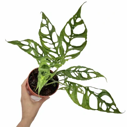 Monstera obliqua PERU - extrémně děrované listy