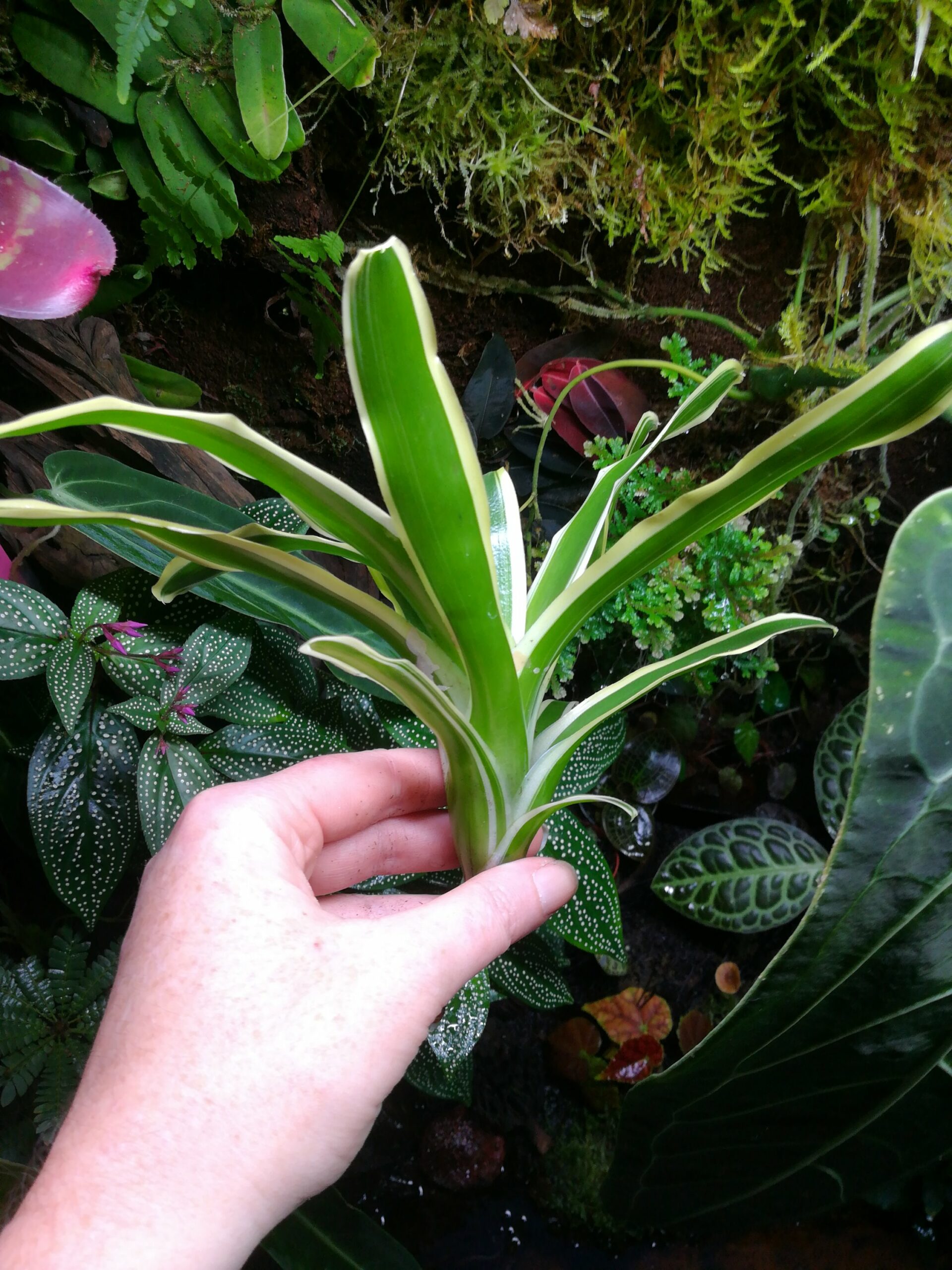    Neoregelia schultesiana Variegata - na větve