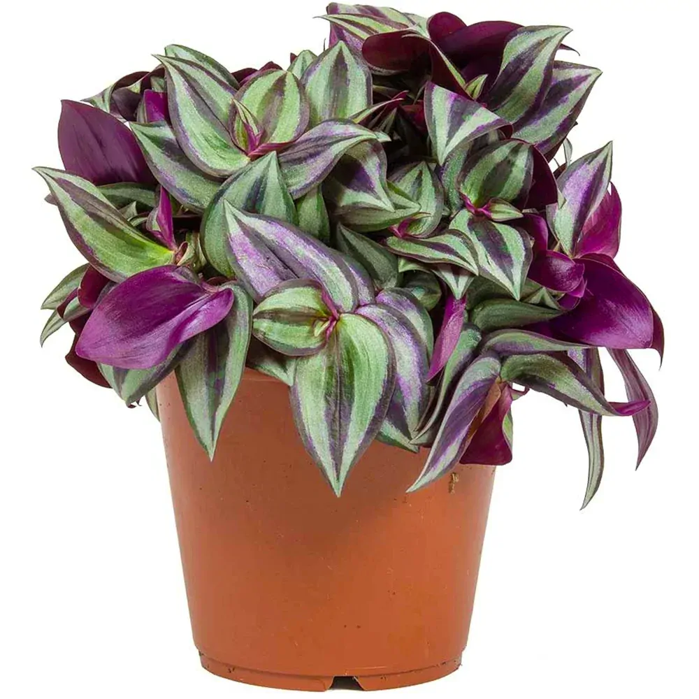 Tradescantia zebrina - žádaná převislá rostlina