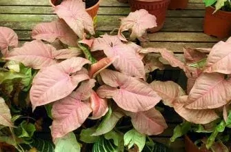 Syngonium Pink - nádherně zbarvená forma, větší rostliny