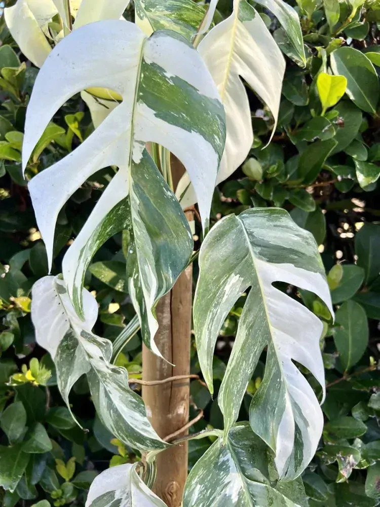             Epipremnum pinnatum variegata - nádherně panašovaná - mladé rostliny