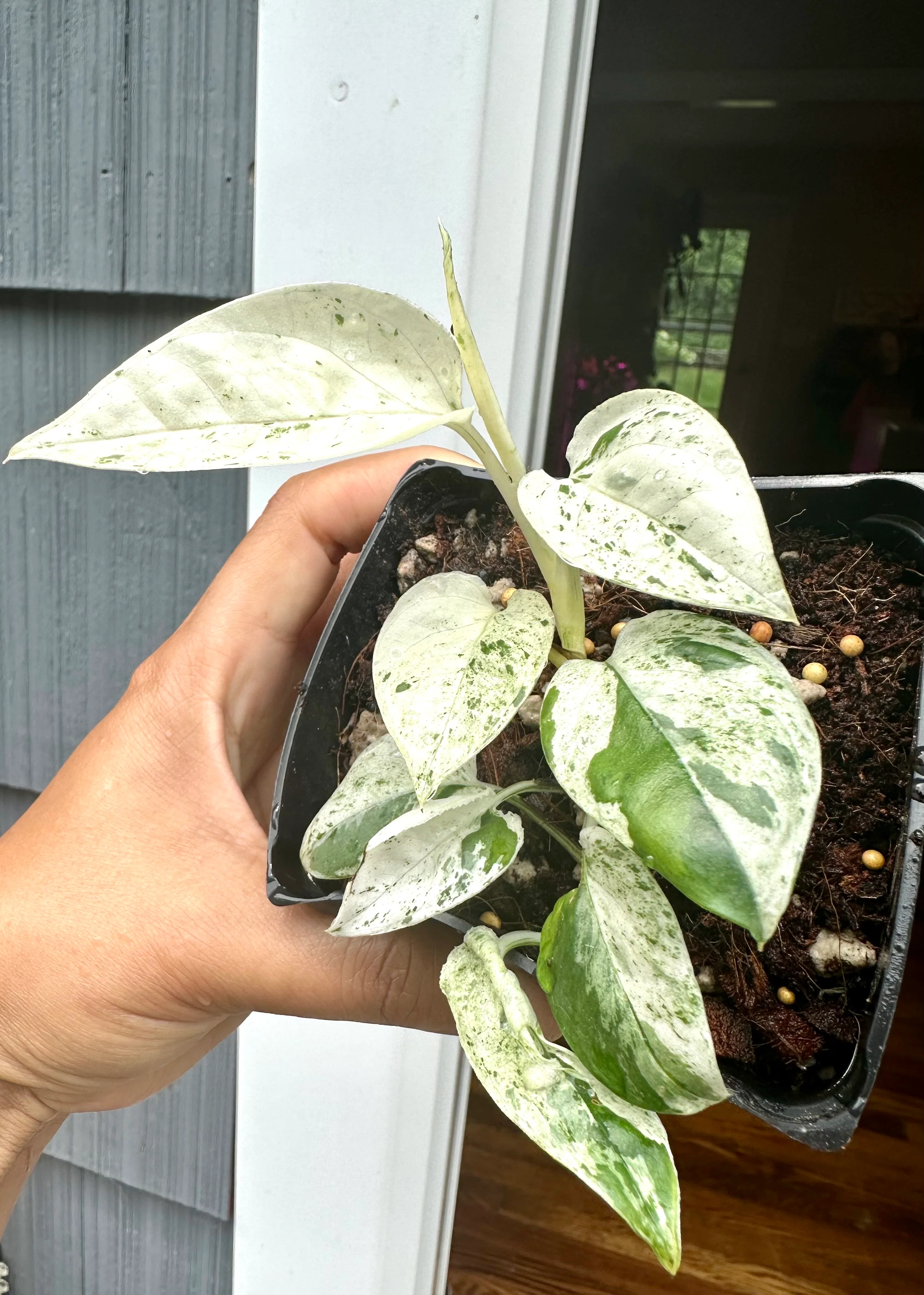            Epipremnum pinnatum Marble King - NOVINKA - krásně panašovaná forma