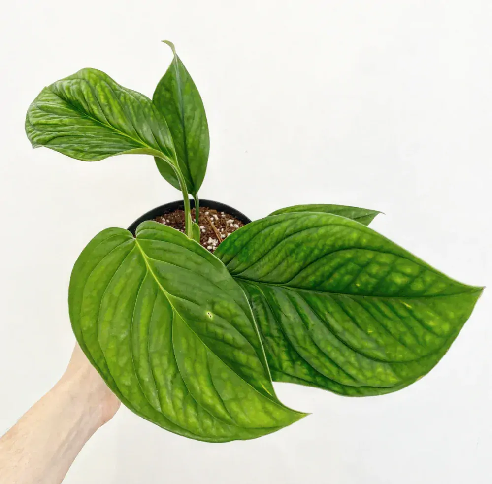                Monstera pinnatipartita - těžko dostupný druh