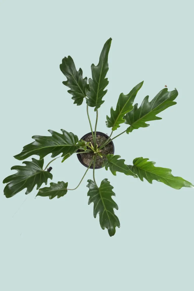 Philodendron Xanadu - velké rostliny