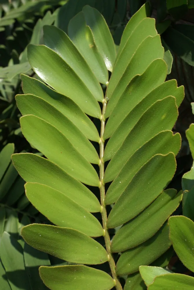             Cykas Zamia furfuracea - krásný, špatně dostupný druh