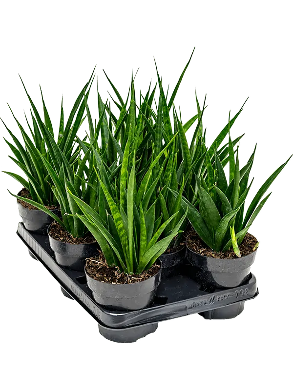                        Sansevieria cylindrica - krásné větší rostliny