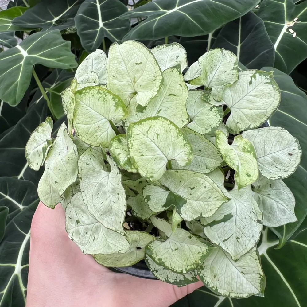                      Syngonium Green Splash - nádherně zbarvená forma