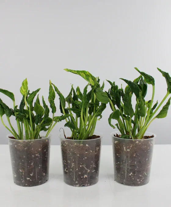              Epipremnum Shangri La - fantastická forma