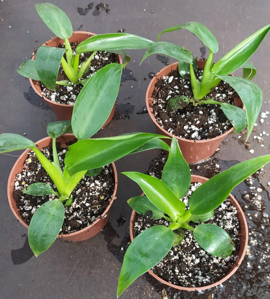                  Philodendron martianum  - špatně dostupný zajímavý druh