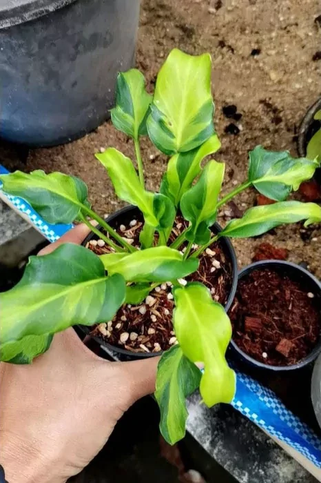                     Philodendron Xanadu VARIEGATA - velké rostliny