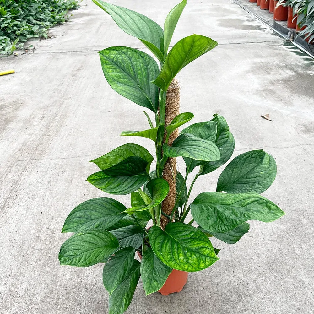                Monstera pinnatipartita - těžko dostupný druh