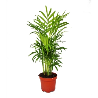 Palma Chamaedorea elegans VELKÁ