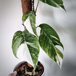                        Epipremnum pinnatum variegata - nádherně panašovaná - velké rostliny