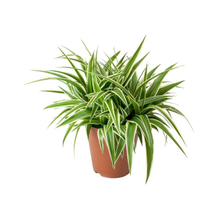            Zelenec - Chlorophytum - variegatum (pruhovaný)
