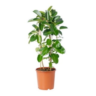    Madagaskarský jasmín - nejlepší pro chameleony
