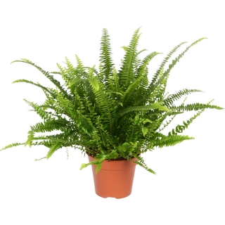   Nephrolepis exaltata - nejžádanější terarijní kapradina