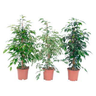           Ficus benjamina STŘEDNÍ - nejžádanější stromkovitá rostlina