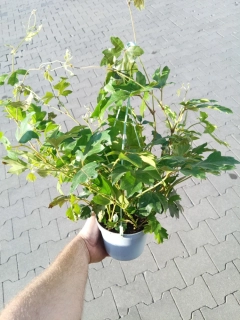                 Cissus rhombifolia - Žumen - žádaná převislá rostlina