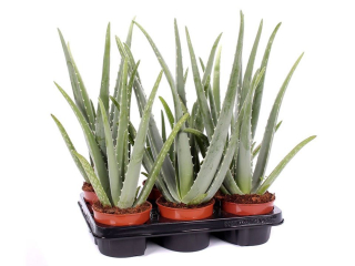        Aloe vera velké (50cm!) - legenda v léčitelství i pro zvířata AKCE