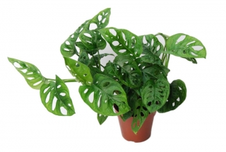    Monstera obliqua - druh s malými listy