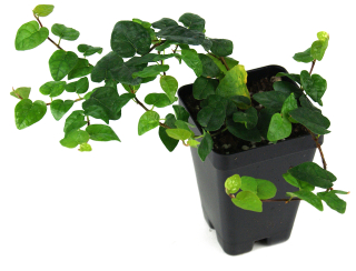                        Ficus pumilla Green - oblíbená popínavka