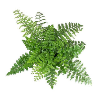              Asplenium parvari - krásná odolná kapradina