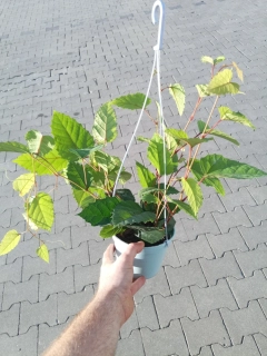        Cissus antarctica - Žumen - žádaná převislá rostlina