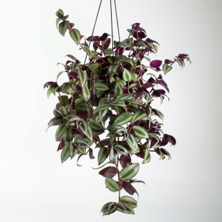                 Tradescantia zebrina - žádaná převislá rostlina