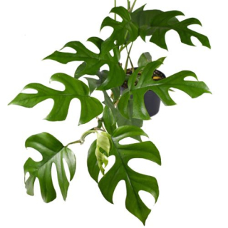      Monstera Rhaphidophora tetrasperma
