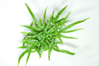   Pteris mix- terarijní kapradina