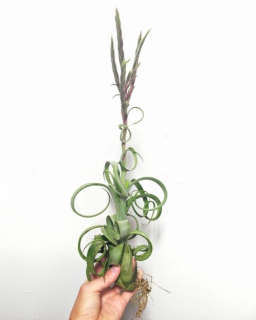         Tillandsia curly slim - Půlmetrové kvetoucí rostliny!