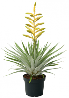                     Tillandsia osterdiana - obří druh