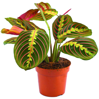                   Maranta leuconeura Fascinator - nádherně zbarvené listy