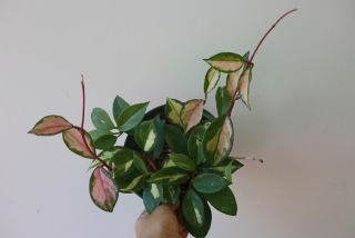    Hoya carnosa Tricolor - krásně zbarvená voskovka