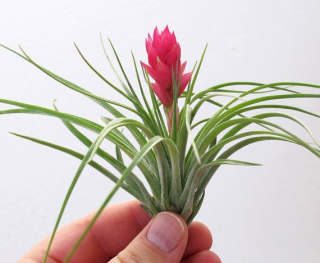 Tillandsia stricta - větší druh, právě kvetoucí