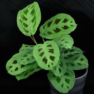            Maranta kerchoveana