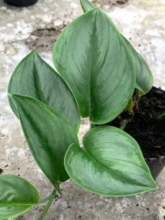   Scindapsus mix