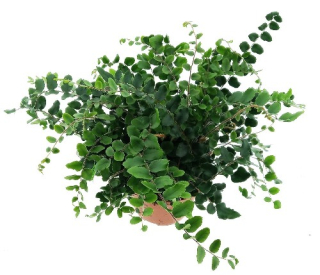 Pellaea - krásná menší terarijní kapradina