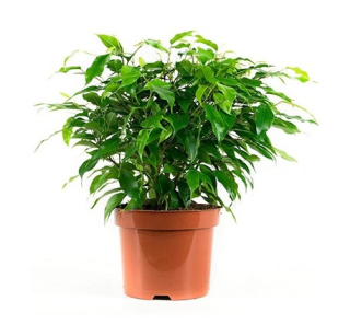          Ficus benjamina ZAKRSLÁ FORMA