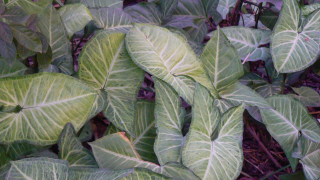                    Syngonium White