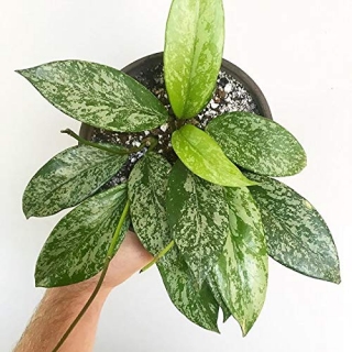    Hoya pubicalyx Silver - voskovka - ideální k chameleonům