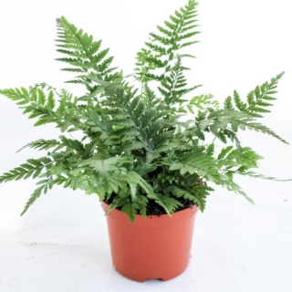  Polystichum tsus-simense - krásná drobnější kapradina