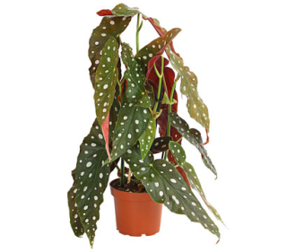         Begonia maculata - krásně zbarvené listy