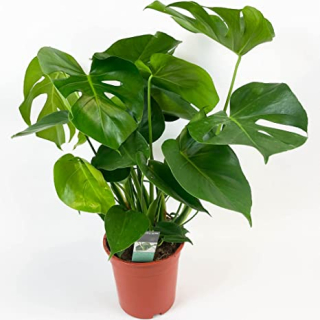  Monstera deliciosa malá - do větších terárií